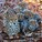 Meme : Cheetah with her cheetos via reddit